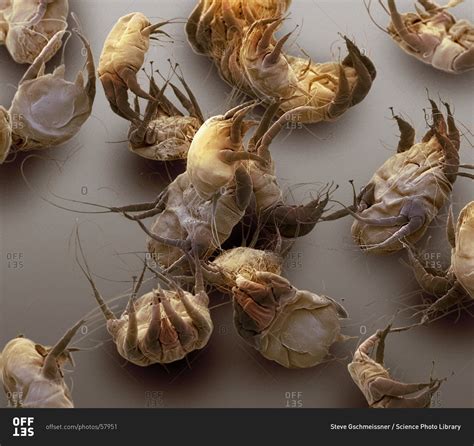 Color Scanning Electron Micrograph Of House Dust Mites