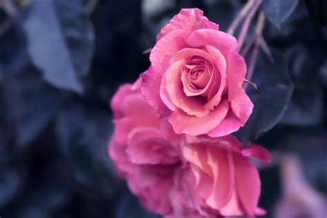 Rosen Rosa Blumen Kostenloses Foto Auf Pixabay Pixabay