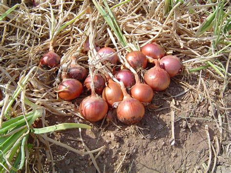 semences d oignon pour latitudes tropicales variétés adaptées and qualité de semences
