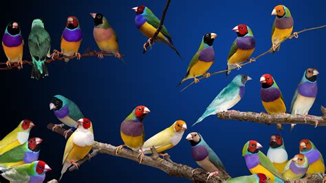 6 Gouldian Finch Hd Wallpapers Background Images Wallpaper Abyss
