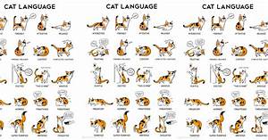 Cat Body Language Chart Reveals Your Cat 39 S Moods And Emotions