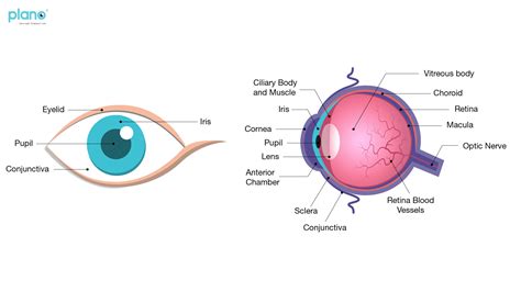 Development Of The Eye Learn About Childrens Eye Development
