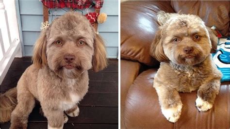 Yogi The Dog With A Human Face All You Need To Know Youtube
