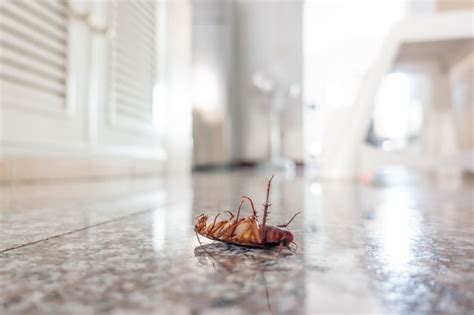 Are Cockroaches Invading Your Home Lookout Pest Control