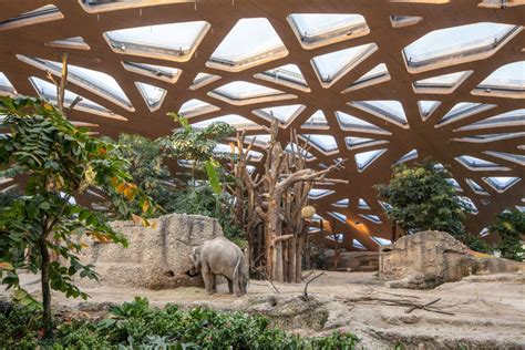 Gallery Of Elephant House Zoo Zürich Markus Schietsch Architekten 1