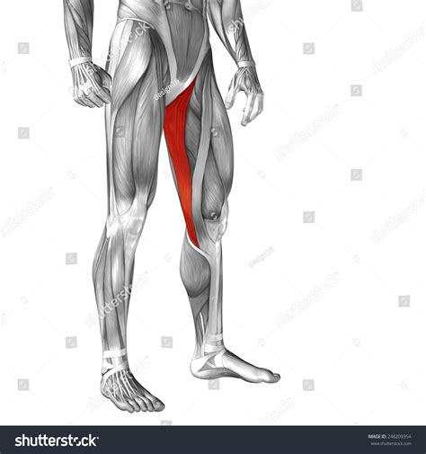 It serves to attach the plantaris, gastrocnemius (calf) and soleus muscles to the calcaneus (heel) bone. Conceptual 3d Gracilis Human Upper Leg Stock Illustration ...