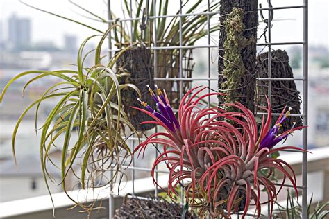 25 Great Air Plants To Grow Indoors 2022