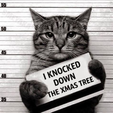 Christmas Lol Part 11 11 Photos Funny Cat Memes Funny Animal