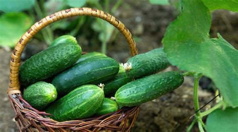 How To Plant Grow And Care For Cucumbers