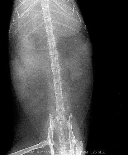 Xray Ferret General Anaesthetic Dv Id 56565 Op Large Granu Flickr
