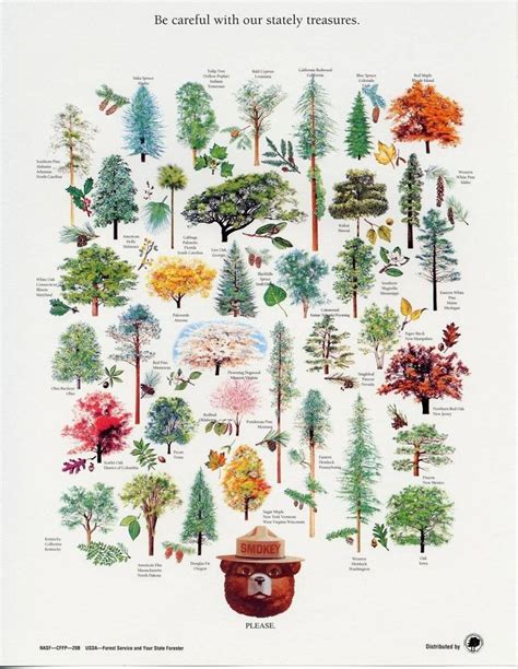 15 Of Smokey Bears Best Nature Posters Nature Posters Tree
