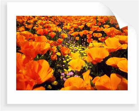 Wildflowers Posters And Prints By Corbis