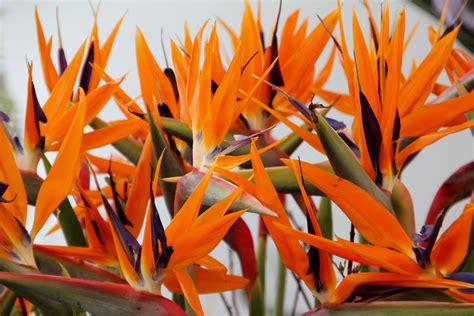 nature, beauty in nature, Paradise, strelitzia orchids, paradise flower