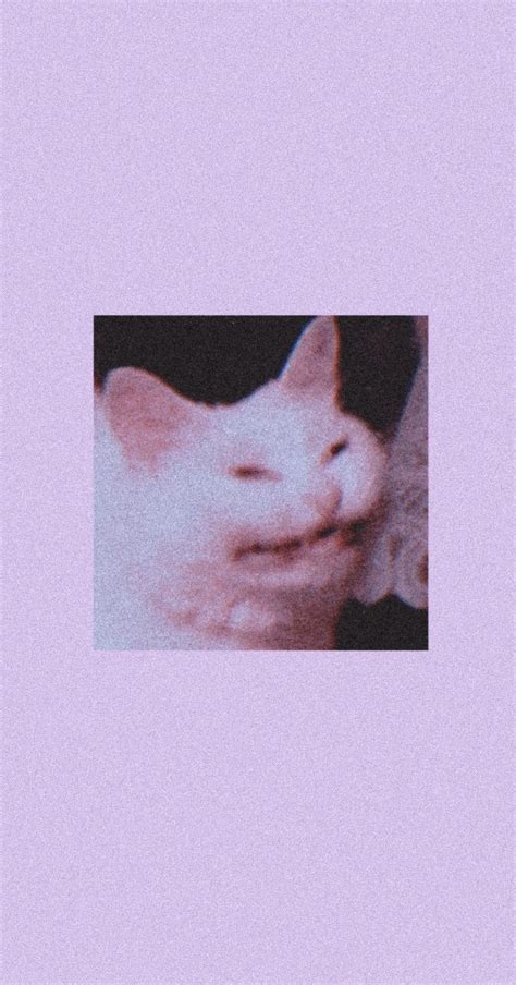 66 Aesthetic Cat Meme Wallpaper Iphone