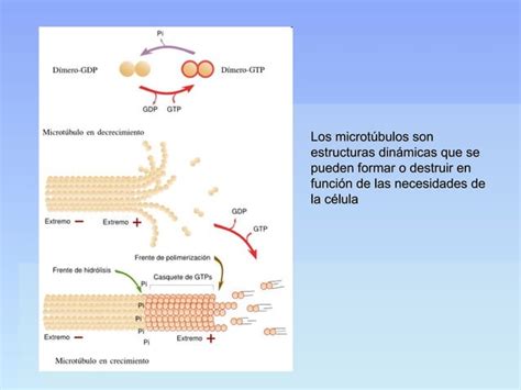 Unidad 10 Hialoplasma Citoesqueleto Y Estructuras No Membranosas