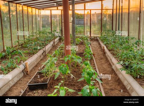 Tomatoes Vegetables Growing In Raised Beds In Vegetable
