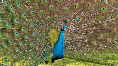A Peacocks Tail — The Wonder Of Science