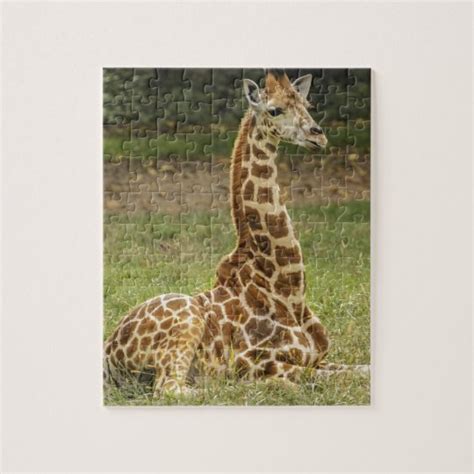giraffe photo jigsaw puzzle