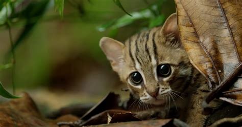 This Is The Worlds Tiniest Wild Cat And It Might Be The Cutest Thing Youll See Today Rusty