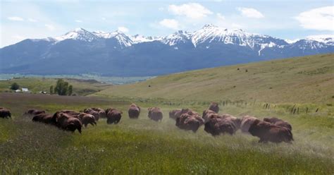 Oregon Field Guide Bison Ranching Willamette Recreation Wallowa