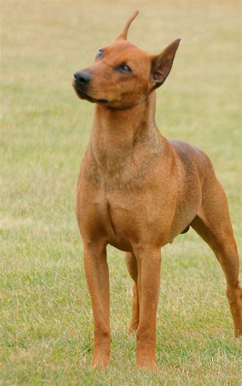 32 Best Favorite Dog Manchester Terrier Images On Pinterest Dogs