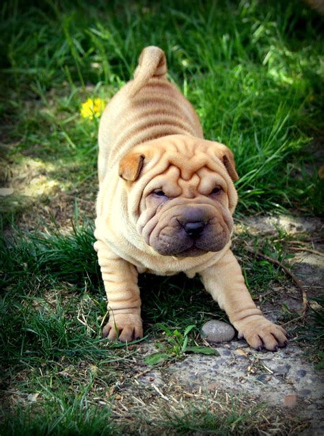Pin By Jamie Altaffer On Ann Nee Mals Shar Pei Puppies Baby Dogs