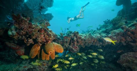 The 7 Best Snorkeling Tours In Key West 2019 Reviews Outside Pursuits