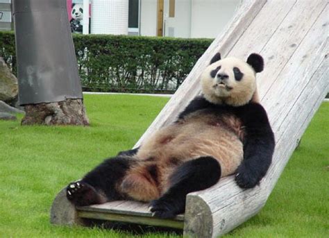 Funny Panda Bear Wallpaper Funny Animal