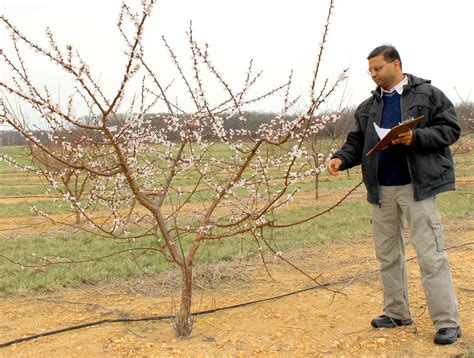 Prior to planting, growers must manage persistent weed pests, such as thistle, johnsongrass, quackgrass, dock, and woody 2004. The frost fight - EXPO preview | Good Fruit Grower