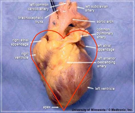 Anatomy Tutorial Attitudinally Correct Anatomy Atlas Of Human Cardiac Anatomy