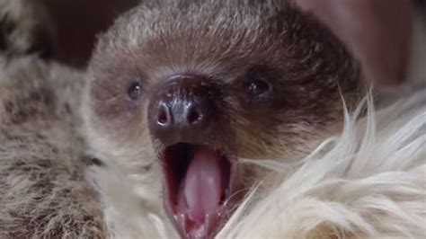 Bebê preguiça cresce com bicho de pelúcia Bebê preguiça Zoológico de
