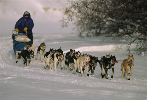 Dogs Pull A Sled Across Snow Photograph By Nick Norman
