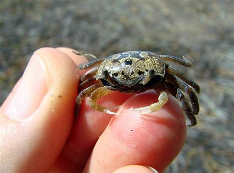Please take a moment to let us know what you are looking for. PURE FLORIDA: Fiddler Crabs