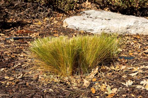 How And When To Cut Back Ornamental Grasses