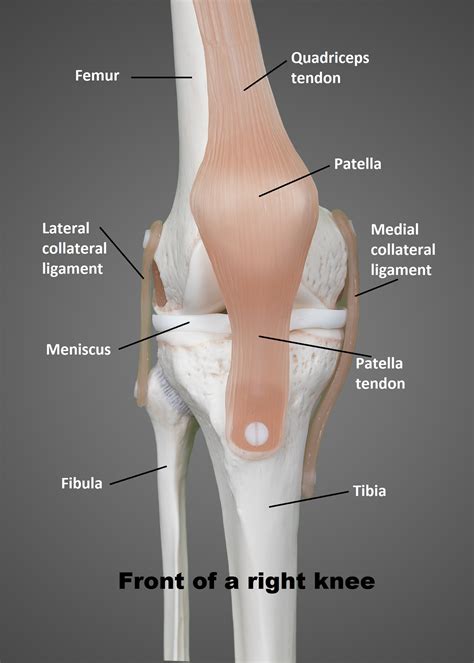 Knee Anatomy Ligaments