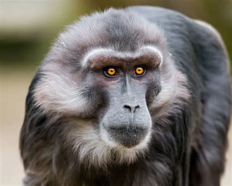 Tonkean Macaque Facts Diet Habitat And Pictures On Animaliabio