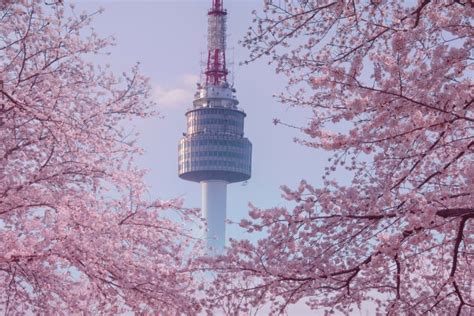 Where To See Cherry Blossoms In Seoul Hoponworld