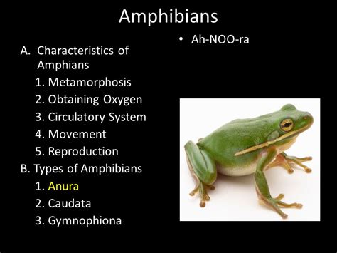Amphibians Kids Facts Amphibians For Kids Frogs Salamanders And