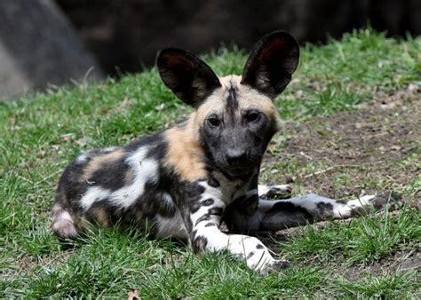 Photos Meet Kashyyyk One Of Brookfield Zoos African Painted Dog Puppies