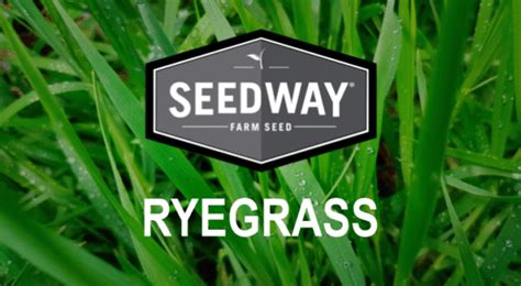 Elena Perennial Ryegrass Seedway