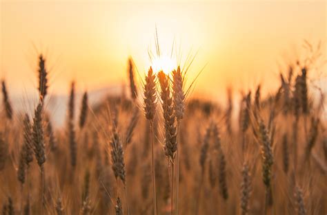 Dreamy Pixel Sunset Over Wheat Field Dreamy Pixel