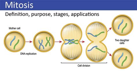 Mitosis Phases Stages Applications With Diagram