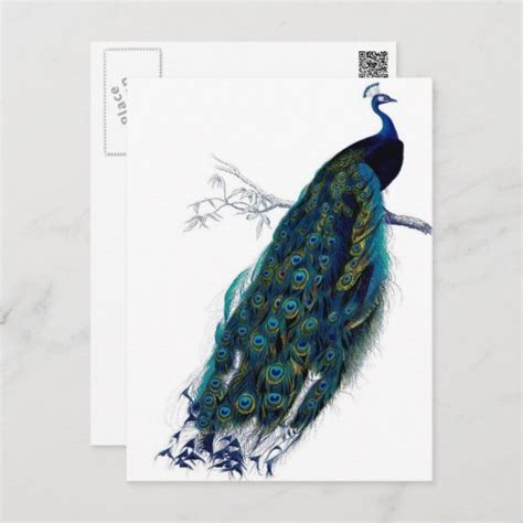 Vintage Peacock Postcard Zazzle