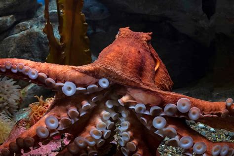 The 10 Largest Octopuses In The World Az Animals