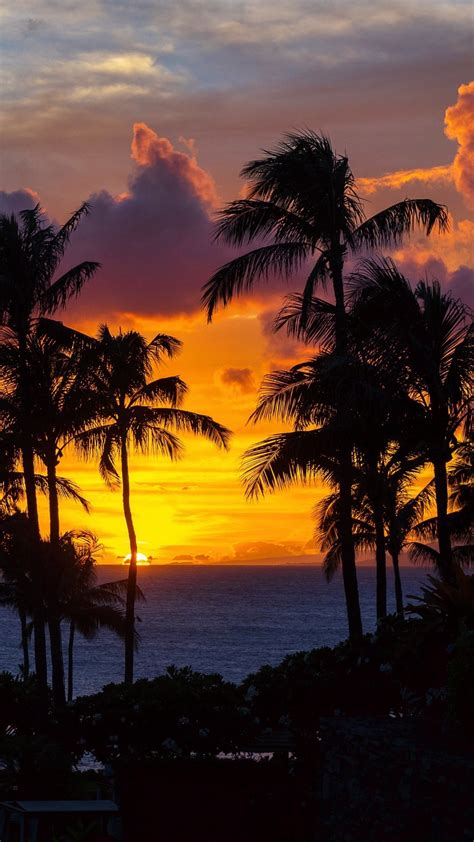Sunset Horizon Palm Trees Tropics