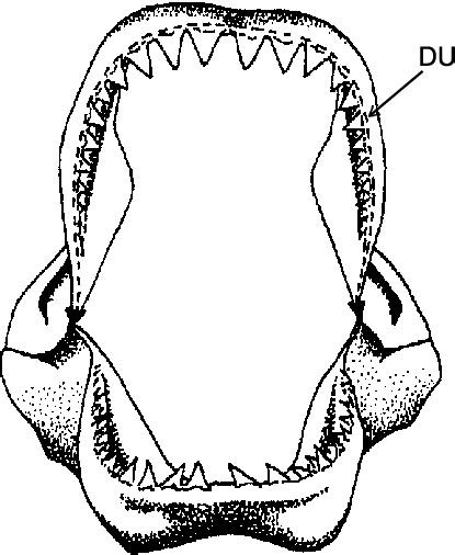 Shark Jaw Drawing Free Download On Clipartmag