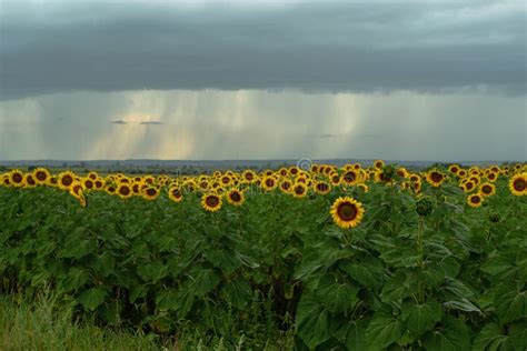 Field Of Blooming Sunflowers With Dark Raining Clouds Stock Photo