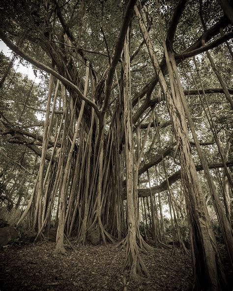 Old Banyan Tree Photograph By Adam Romanowicz Fine Art America