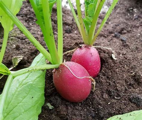 Cómo Cultivar Rábano O Rabanito De Manera Orgánica Eco Jardín Mágico