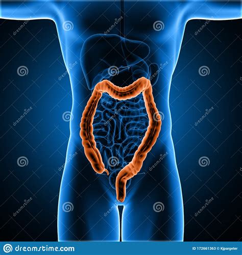3D Male Medical Figure With Colon Highlighted Stock Illustration ...